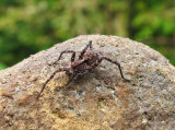 IRFD-hapless spider