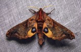 Paonias myops - 7825 - Small-eyed Sphinx Moth