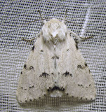 Acronicta vulpina - 9206 - Miller Dagger