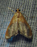 Chalcoela iphitalis - 4895 - Sooty-winged Chalcoela Moth