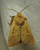Leucania pseudargyria - 10462 - False Wainscot Moth
