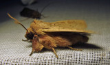 Leucania pseudargyria - 10462 - False Wainscot Moth