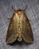 Pseudothyatira cymatophoroides - 6237 -Tufted Thyatirid