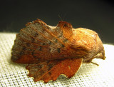 phyllodesma americana - 7687 - American Lappet Moth