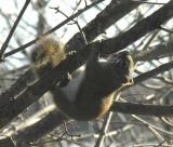 Squirrel drinking maple sap