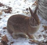 Eastern Cottontail Rabbit - 5