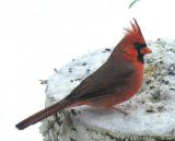 Northern Cardinal