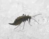 Snow Scorpionfly - (Boreus sp.) - 1