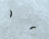 Springtails - Hypogastruridae
