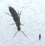 Aleocharine staphylinid beetle - view 1