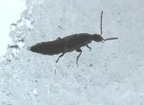 Aleocharine staphylinid beetle - view 2