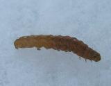 caterpillar - Noctua pronumbra? (pale)