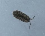 Sow Bug - Isopod - not ID'd - view 1