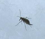 Snow Scorpionfly - Boreus sp. 