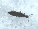 Aleocharine staphylinid beetle