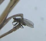 Heleomyzid fly (?) - view 1