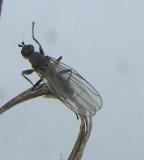 Heleomyzid fly (?) - view 2