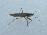 Damsel bug (?) - Nabidae ? - view 1