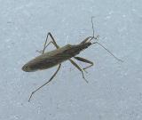 Damsel bug (?) - Nabidae ? - view 2