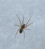 spider 1 (two-tone spider)