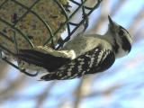 Downy Woodpecker  -  female