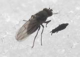 Sphaeroceridae (Small Dung Fly) - view 1