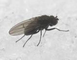Ephydridae (Shore Fly) - view 2