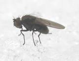 Ephydridae (Shore Fly) - view 3