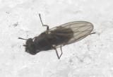 Ephydridae (Shore Fly) - view 4