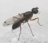 Sepsidae (Black Scavenger Fly)