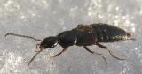 Aleocharine staphylinid beetle  - view 2