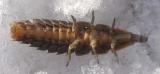 firefly larva - under view