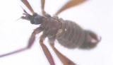 Chionea sp.  - (wingless snow cranefly) - closeup