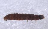 Cantharis fusca larva