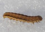caterpilla - side view