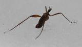 Chionea sp (Wingless snow cranefly) - view 3