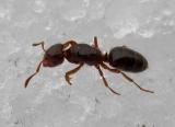 ant - side view