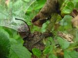 Agelenopsis sp. -- Grass Spider with funnel web - side