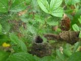 Agelenopsis sp. -- Grass Spider with funnel web - top