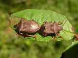 stinkbugs mating - 1