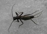 stone fly  -- Allocapnia (?)