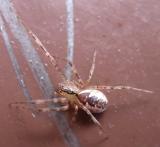 Sheetweb Weaver Spiders - Linyphiidae