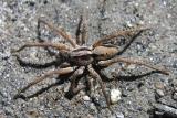 Gladicosa (?) wolf spider