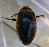 Predaceous Diving Beetle - <i>Dytiscus dauricus?</i> - 2