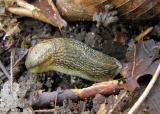 slug - unidentified