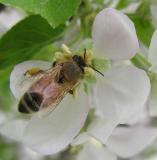 bees-6990-jpg