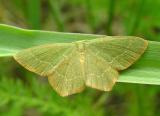 Hethemia pistasciaria - 7084 - Pistachio Emerald Moth