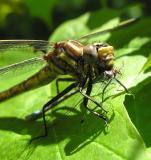 Gomphus exilis - eating damselfly - detail