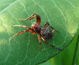 Acanthepeira stellata -- Star-bellied Orbweaver - view 2