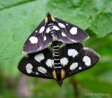 Anania funebris glomeralis - 4958a - White-spotted Sable moth